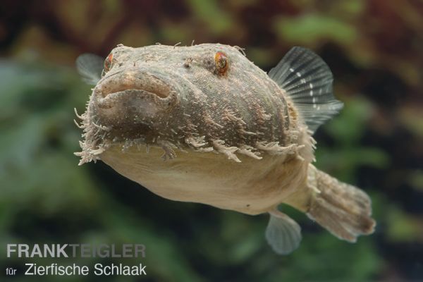 Fetzenkugelfisch / Pao baileyi
